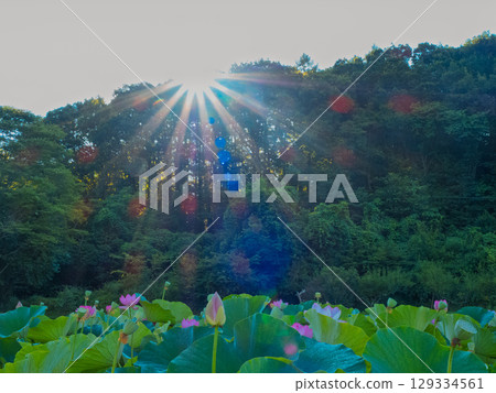 A landscape where you can feel the silence of blooming lotus flowers and the blessings of the mountains 129334561