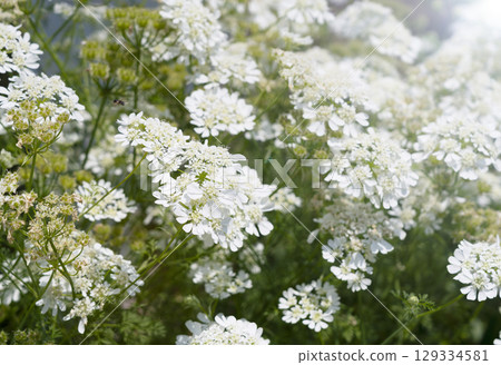 Orlea Orlea 129334581