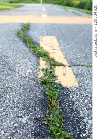 grass growing through cracked asphalt road 129334920