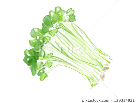 手繪水彩插圖的新鮮美味的蘿蔔芽 手繪水彩插圖的新鮮美味的蘿蔔芽 129334921