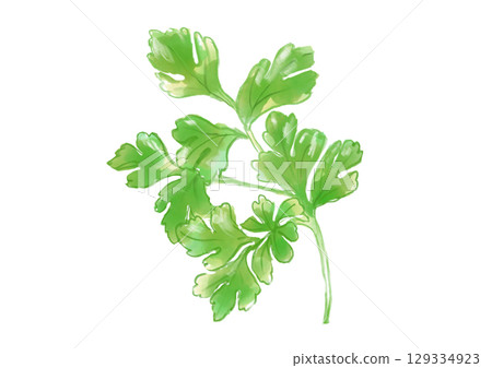 Delicious fresh coriander hand-drawn watercolor illustration 129334923