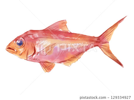 Beautiful and delicious hand-drawn watercolor illustration of alfonsino 129334927