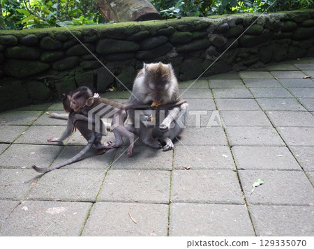 Monkey Forest, a tourist attraction in Ubud, Bali 129335070