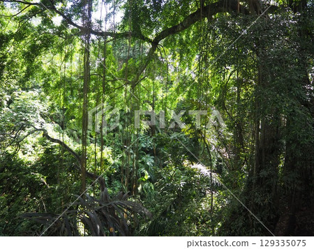 Monkey Forest, a tourist attraction in Ubud, Bali Monkey Forest, a tourist attraction in Ubud, Bali 129335075