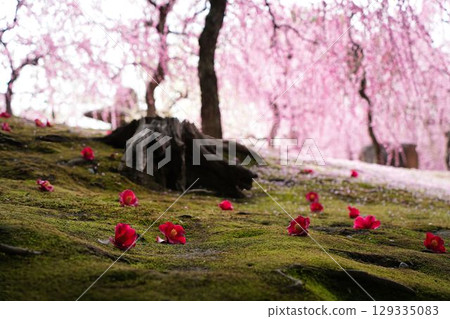 城南宮在早春 城南宮在早春 129335083