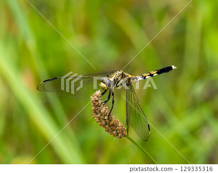 麥田蜻蜓棲息在草地上 麥田蜻蜓棲息在草地上 129335316