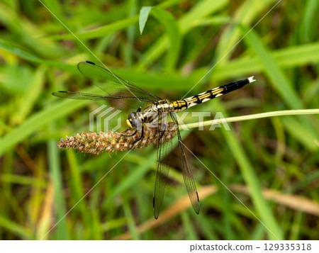 麥田蜻蜓棲息在草地上 麥田蜻蜓棲息在草地上 129335318