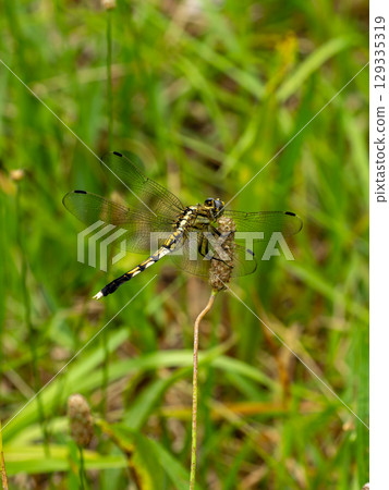 麥田蜻蜓棲息在草地上 129335319