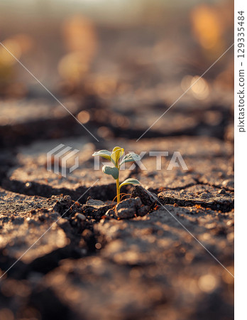 A tiny green sprout emerges from dry, cracked earth. Bathed in warm, golden sunlight, it symbolizes hope, new beginnings, and the incredible resilience of nature. A tiny green sprout emerges from dry, cracked earth. Bathed in warm, golden sunlight, it symbolizes hope, new beginnings, and the incredible resilience of nature. 129335484
