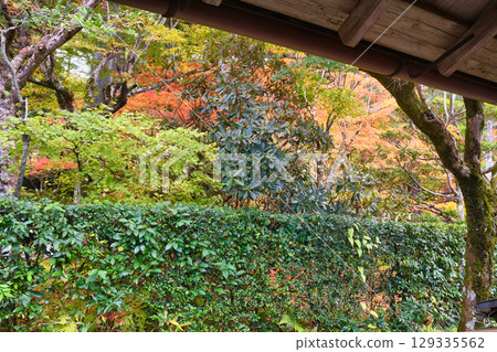 大原三千院的美麗秋葉（京都府京都市左京區） 129335562