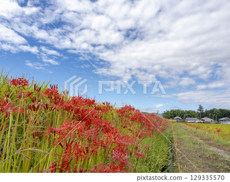 用簇生的孤挺花裝飾的秋季鄉村風光 129335570