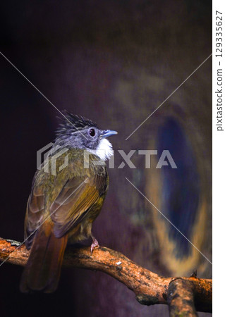 A dark-headed bulbul with a white patch on its throat and a spiky crest perches on a branch, looking to the right. The background is a blurry mix of dark colors. A dark-headed bulbul with a white patch on its throat and a spiky crest perches on a branch, looking to the right. The background is a blurry mix of dark colors. 129335627