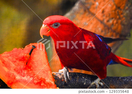 A red parrot, possibly a Red-flanked Lorikeet, eats a piece of papaya. The bird's blue primary feathers are visible on its wing. A red parrot, possibly a Red-flanked Lorikeet, eats a piece of papaya. The bird's blue primary feathers are visible on its wing. 129335648