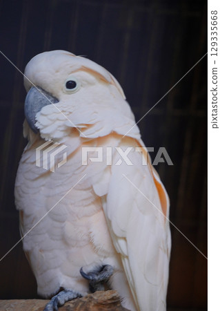 A white Moluccan cockatoo with a salmon-colored crest and a grey beak looks to the side. The bird is perched on a branch in front of a dark, blurry background. 129335668