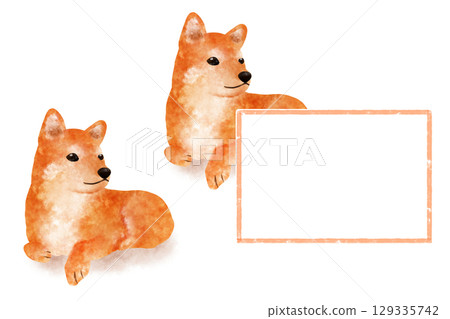 Shiba Inu 129335742