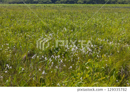 [Hokkaido_Nemuro City] Nemuro's Top 10 Views: Northern Primeval Flower Garden 129335782