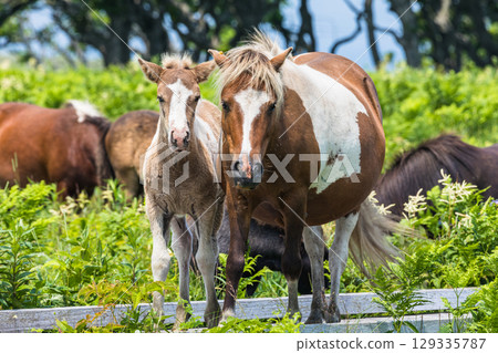 [Hokkaido_Nemuro City] Nemuro's Top 10 Views: Northern Primeval Flower Garden 129335787