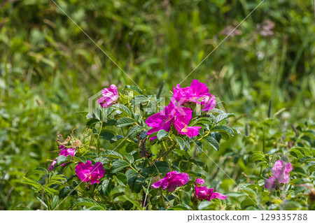 [Hokkaido_Nemuro City] Nemuro's Top 10 Views: Northern Primeval Flower Garden 129335788