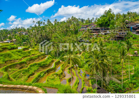 Tegallalang rice terraces in Bali Tegallalang rice terraces in Bali 129335801