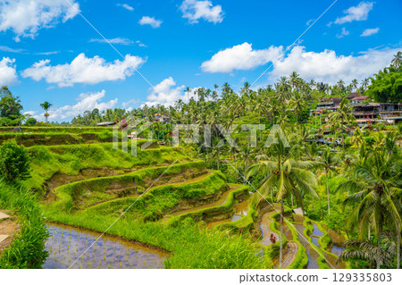 峇裡島德戈拉朗水稻梯田 129335803