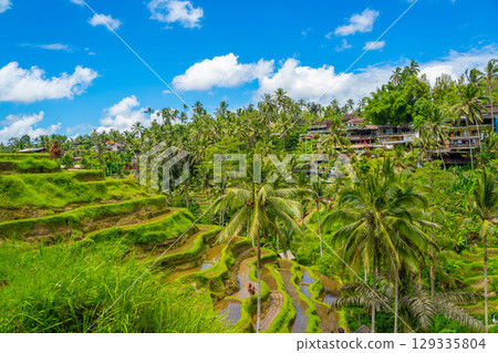 Tegallalang rice terraces in Bali 129335804