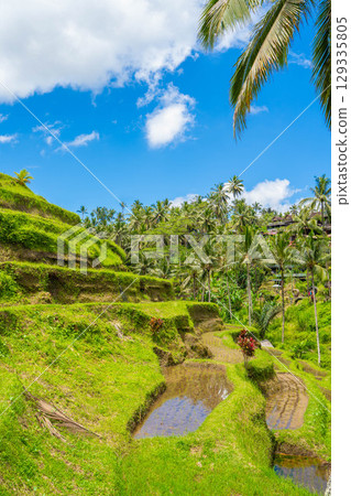 Tegallalang rice terraces in Bali Tegallalang rice terraces in Bali 129335805