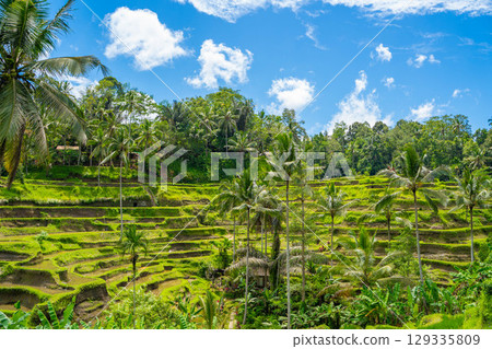 Tegallalang rice terraces in Bali 129335809