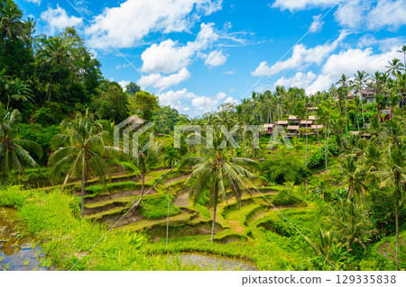 Tegallalang rice terraces in Bali 129335838