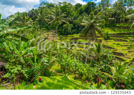Tegallalang rice terraces in Bali Tegallalang rice terraces in Bali 129335843