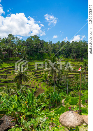 Tegallalang rice terraces in Bali 129335845