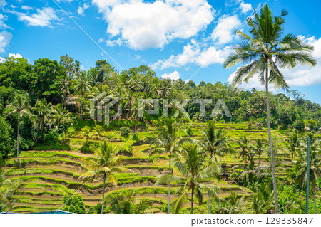 Tegallalang rice terraces in Bali 129335847