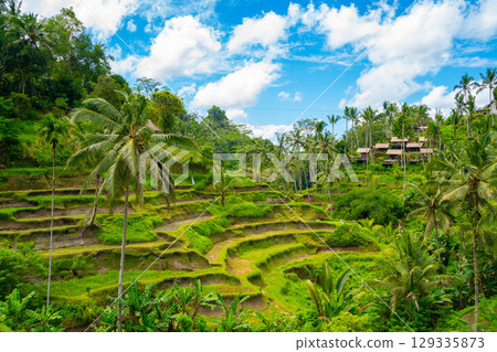 峇裡島德戈拉朗水稻梯田 129335873