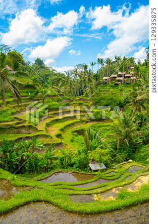 Tegallalang rice terraces in Bali 129335875