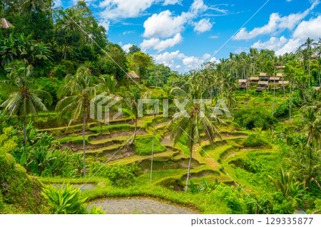 Tegallalang rice terraces in Bali 129335877