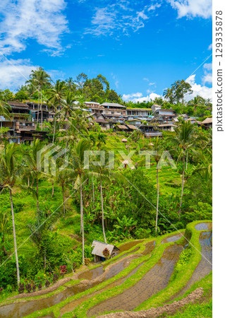 Tegallalang rice terraces in Bali 129335878