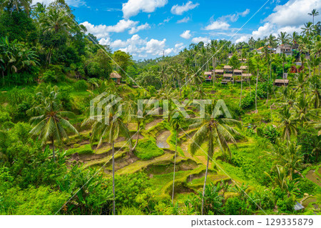 Tegallalang rice terraces in Bali 129335879