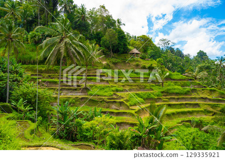 Tegallalang rice terraces in Bali 129335921