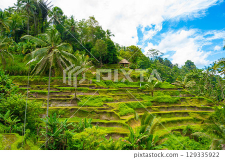 Tegallalang rice terraces in Bali Tegallalang rice terraces in Bali 129335922