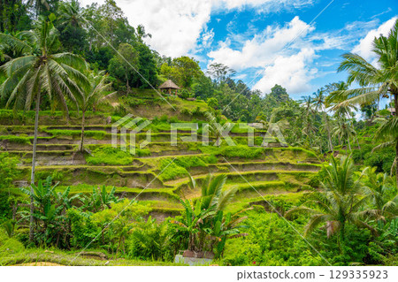 Tegallalang rice terraces in Bali 129335923