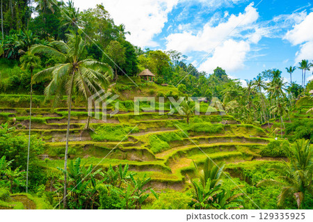 Tegallalang rice terraces in Bali Tegallalang rice terraces in Bali 129335925