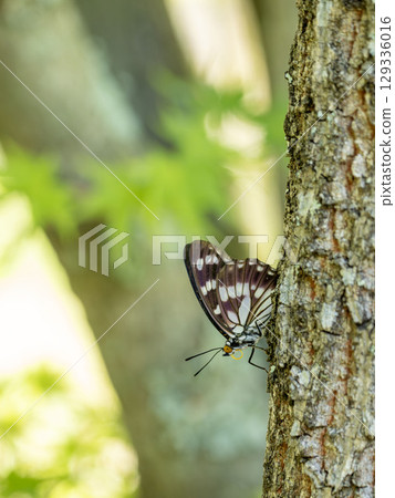 一隻常見的斑點蝴蝶停在鋸齒橡樹上 129336016