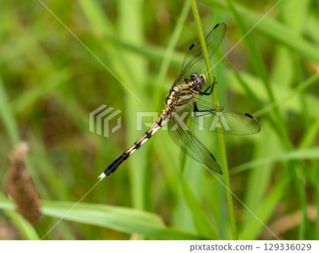 麥田蜻蜓棲息在草地上 129336029