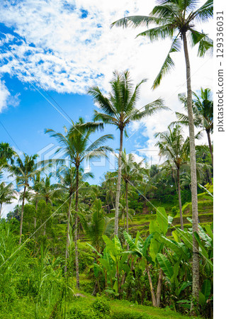 Tegallalang rice terraces in Bali 129336031