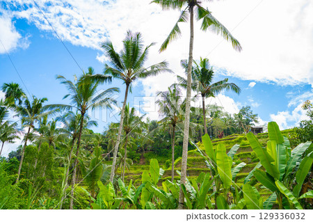 Tegallalang rice terraces in Bali 129336032
