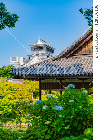 [Kitakyushu City, Fukuoka Prefecture] Kokura Castle viewed from the Kokura Castle gardens with blooming hydrangeas 129336136