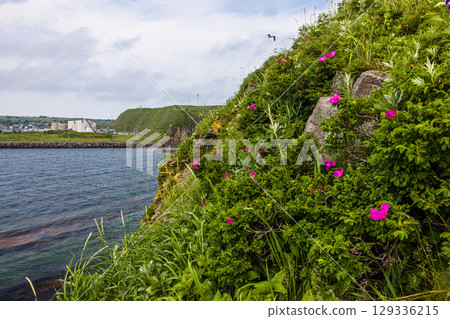 [Hokkaido_Nemuro_Hanasaki Port] Nemuro's Top 10 Scenic Views: Hanasaki Lighthouse and Nemuro Kurumaishi Stone with Rugosa Roses in Bloom (July) 129336215
