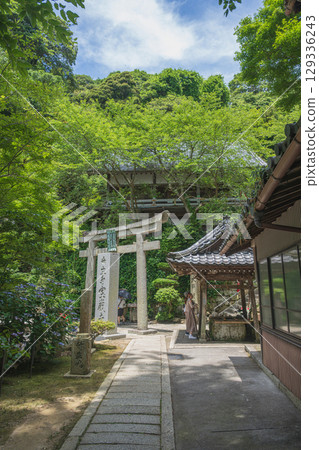 Summer scenery of Chikubushima, a sacred place of prayer Summer scenery of Chikubushima, a sacred place of prayer 129336243