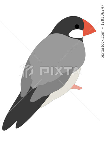 簡單的 Java 麻雀插圖 簡單的 Java 麻雀插圖 129336247