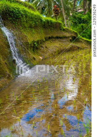 Bali Rice Terrace Tegallalang Rice Terrace Scenery 129336249