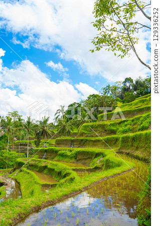 Bali Rice Terrace Tegallalang Rice Terrace Scenery 129336252